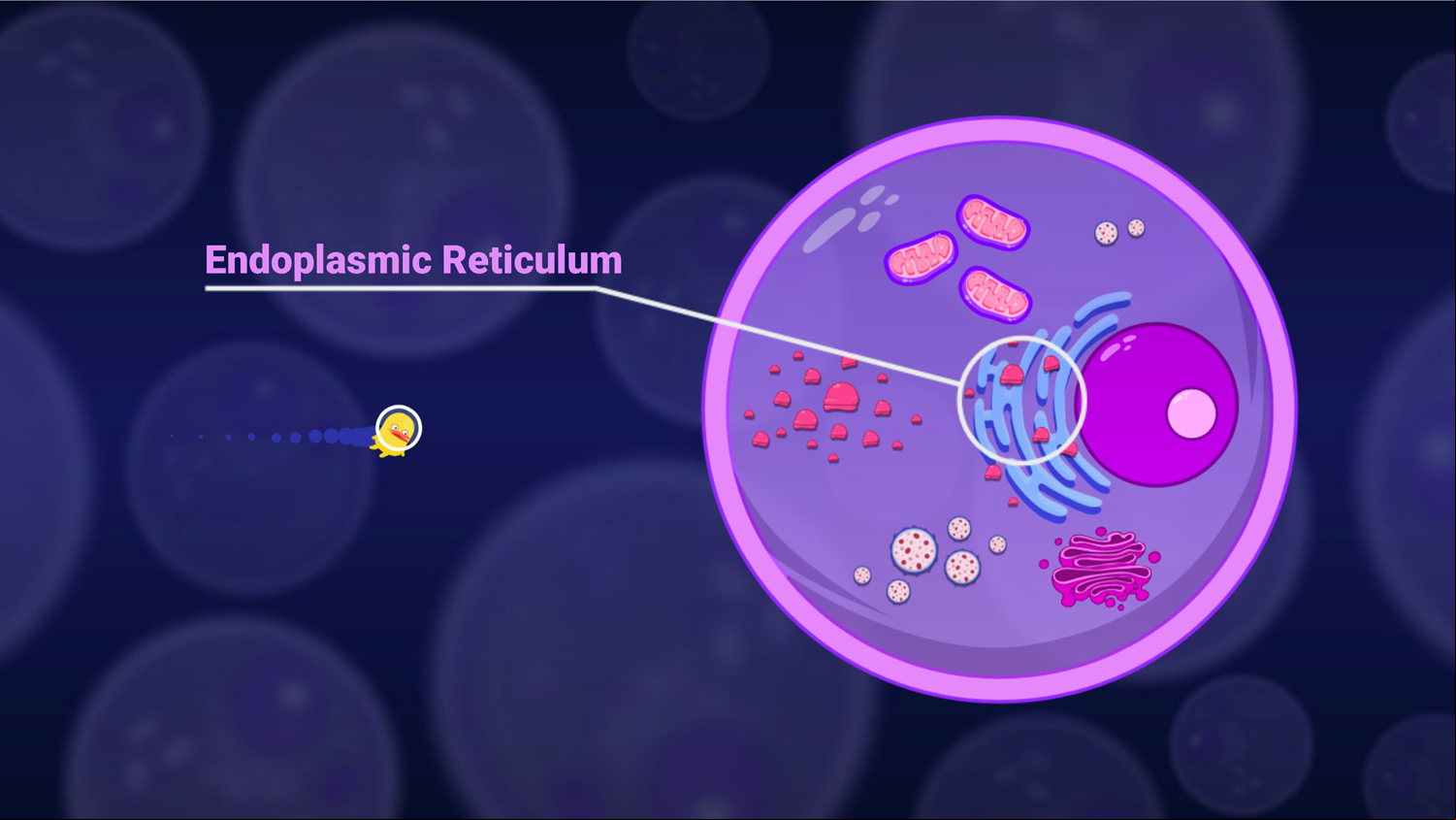 DocDuck Parts of the Cell Game Endoplasmic Reticulum Screenshot.