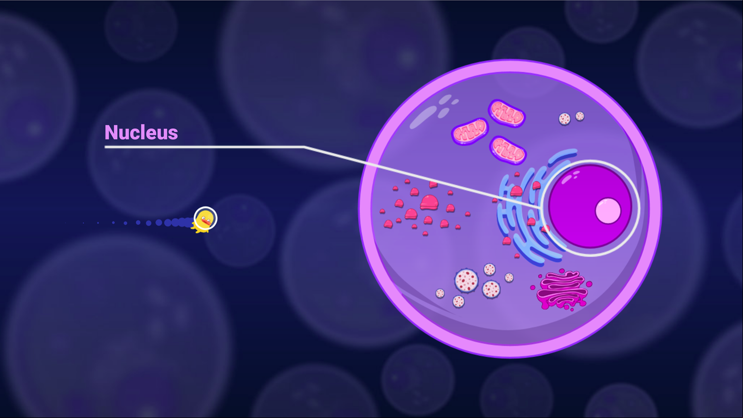 DocDuck Parts of the Cell Game Nucleus in Cell Screenshot.